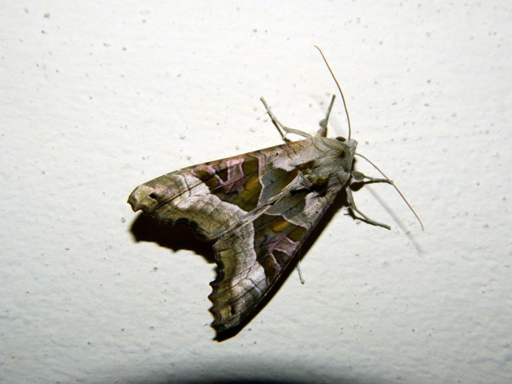 Richiesta conferma ID (Aporophyla lutulenta)